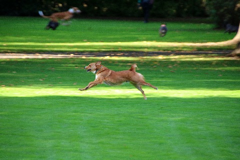 Hundewiese Eickhorst